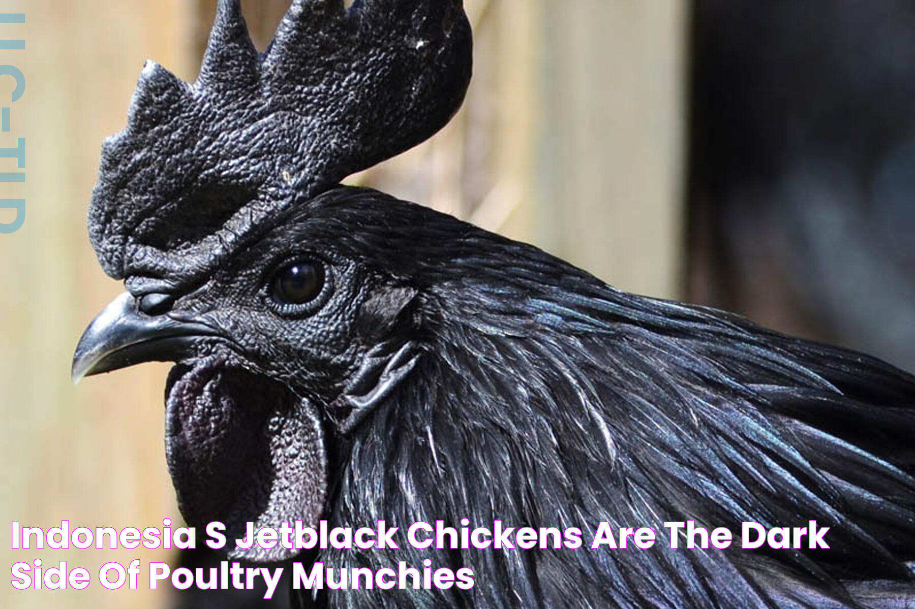 Black Chicken: The Unique Poultry That&rsquo;s Stealing The Spotlight